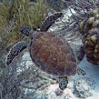 UWBN15-Bonaire Turtle Karpata 2015  Exif JPEG PICTURE